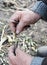 Gardener graft fruit tree branch. Grafting and budding fruit tree with grafting knife