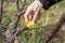 A gardener grafts a fruit tree with split grafting in early spring and covers the cut with horticultural wax