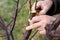 A gardener grafts a fruit tree by split grafting in early spring. Growing fruit in the orchard