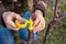 A gardener grafts a fruit tree using the split method in early spring, fixing the cuttings with duct tape