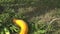 Gardener grower hands put cucumber, zucchini and pumpkin vegetables on grass. Closeup. 4K