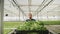 Gardener grower man carrying basket with fresh organic cultivated salad