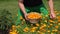 Gardener guy hands gather marigold herb flower bloom to wicker basket. 4K