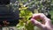 Gardener hand checking fresh grape sprouts and tiny unripe berry bunches