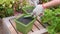 Gardener Hand in Glove Flatten or Smoothing Soil in Green Pot with Iron Shovel