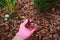 Gardener hand in glove mulching garden beds with pine bark