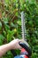 Gardener hand holding electric hedge trimmer close against roughly trimmed green fence with large green leaves.