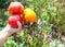 Gardener hand holds ripe tomatoes and basil herb