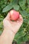 Gardener hand picking apple. Hand reaches for the apples on the tree