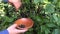 Gardener hand picking ripe black currant