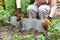 Gardener hand planting in backyard garden, Woman in gloves using hand shovel tool for seedling, Soil preparation