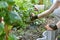 Gardener hand planting in backyard garden, Woman in gloves using hand shovel tool for seedling, Soil preparation