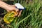 Gardener hand spray yellow bottle on green grass