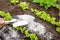 Gardener hand sprinkling wood burn ash from small garden shovel between lettuce herbs for non-toxic organic insect repellent.