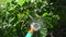 Gardener hand with water hose sprayer tool watering courgette vegetable plant. 4K