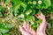 Gardener handles bush of strawberries in the garden. Weed control, planting flowering strawberries bush. Spring gardening.care,