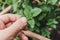 Gardener handpicking homegrown basil herbs in organic garden, close up of hand