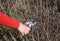 Gardener hands cutting black currant bush  branch with bypass secateurs in springtime fruit garden