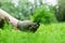 Gardener hands cutting fresh dill sprigs with garden scissors.