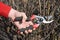 Gardener hands cutting fruit bush  branch with bypass secateurs in fruit garden