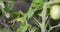 Gardener hands with gardening cutting leaf from green bush tomatoes. Farmer pruning lateral shoots of tomatoes in