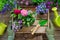 Gardener hands holds a wooden tray with several flower pots. Garden equipment: watering can, shovel, rake, gloves.