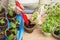 Gardener Hands with little plant in pot. Growing, seeding, planting, transplant seedling, homeplant, vegetables at home