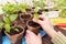 Gardener Hands with little plant in pot. Growing, seeding, planting, transplant seedling, homeplant, vegetables at home