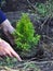 Gardener Hands Planting Cypress, Thuja with Roots (Thuja Occidentalis Golden Brabant)