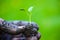 Gardener hands preparing soil for seedling in ground