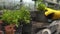 Gardener hands putting plants on shelves in hothouse, growing decorative flowers