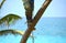 Gardener in harness climbing up a coconut Cocos nucifera palm tree to cut off dead branches in a tropical coastal garden.