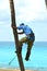 Gardener in harness climbing up a coconut Cocos nucifera palm tree to cut off dead branches in a tropical coastal garden.