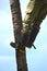 Gardener in harness climbing up a coconut Cocos nucifera palm tree to cut off dead branches in a tropical coastal garden.