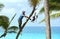 Gardener in harness climbing up a coconut Cocos nucifera palm tree to cut off dead branches in a tropical coastal garden.
