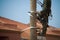 Gardener in harness climbing up a palm tree to cut off dead branches in a tropical coastal garden