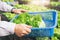 Gardener harvest vegetables from the home garden