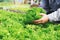 Gardener harvest vegetables from the home garden