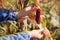 Gardener harvesting cobs of ornamental corn in autumn garden at sunset. Farmer growing maize for fall decor.