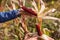 Gardener harvesting cobs of ornamental corn in autumn garden at sunset. Farmer growing maize for fall decor.