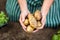 Gardener harvesting potatoes at greenhouse