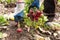 Gardener harvesting radish plant in garden. Farmer hands in gloves holding bunch of fresh organic radish