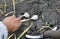 Gardener harvesting ripe garlic