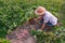 Gardener harvesting sweet potato In the garden