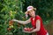 Gardener harvesting tomatoes