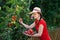 Gardener harvesting tomatoes