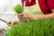 Gardener harvesting wheatgrass