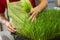 Gardener harvesting wheatgrass