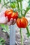 Gardener harvests tomatoes in a greenhouse