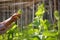 Gardener help squash vine plant to climb up the string in the vegetable garden